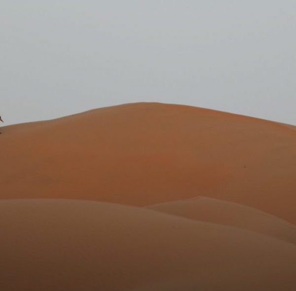 Morning Desert Safari (Dubai)